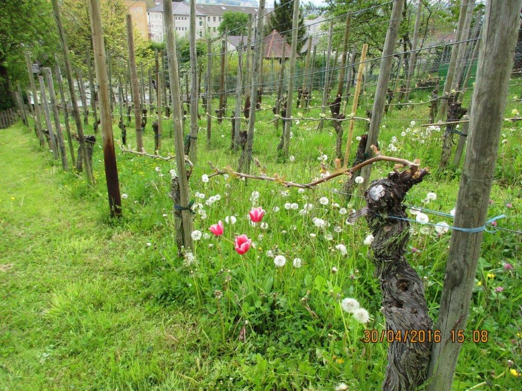Weinberg
