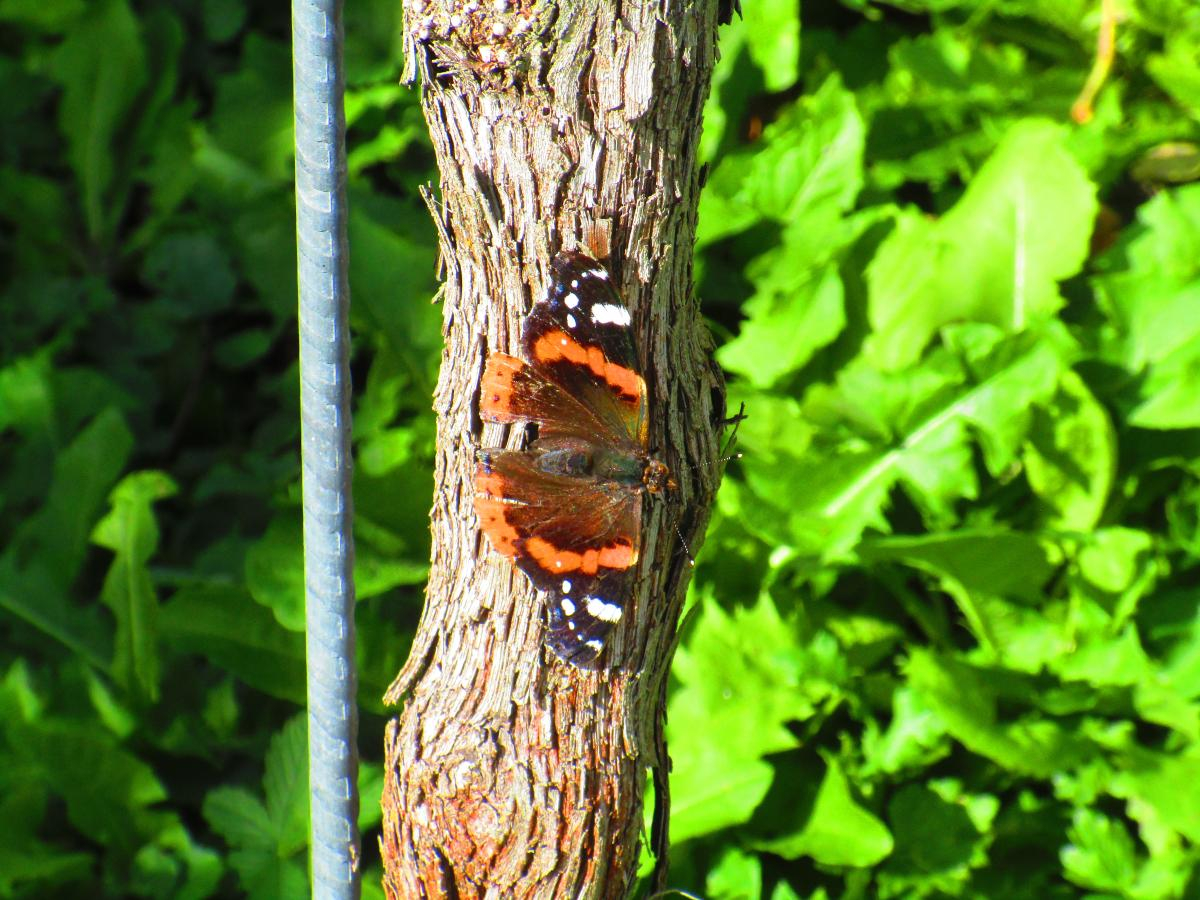Tiere im Weinberg
