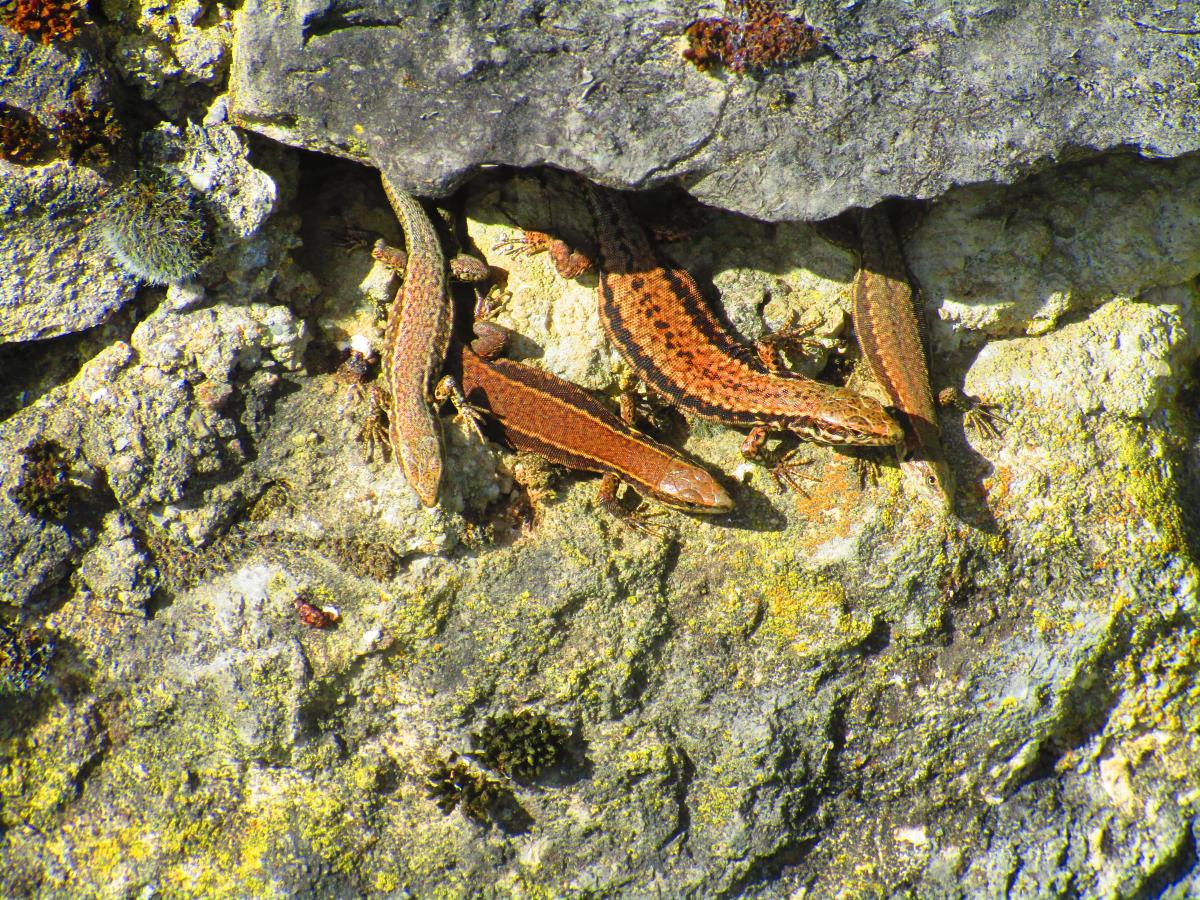 Tiere im Weinberg