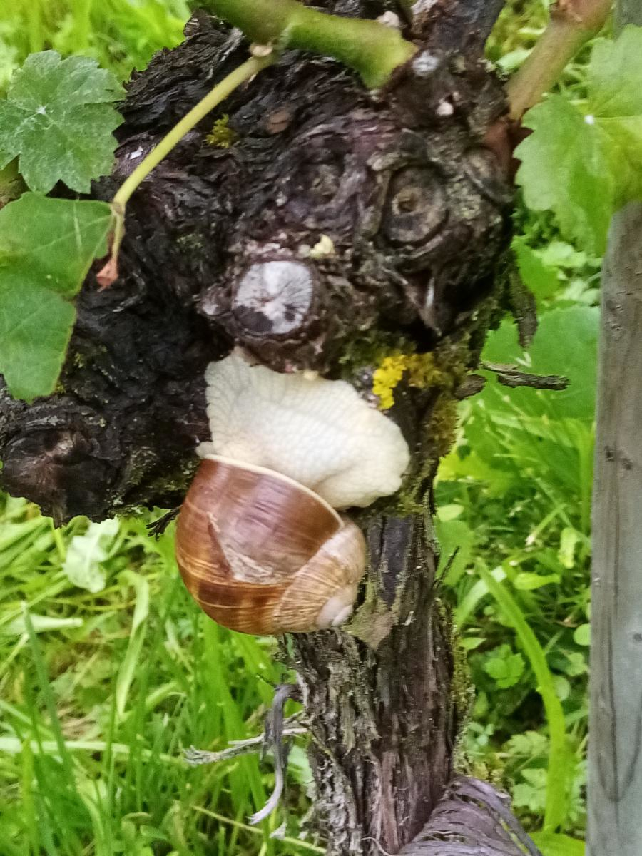 Tiere im Weinberg