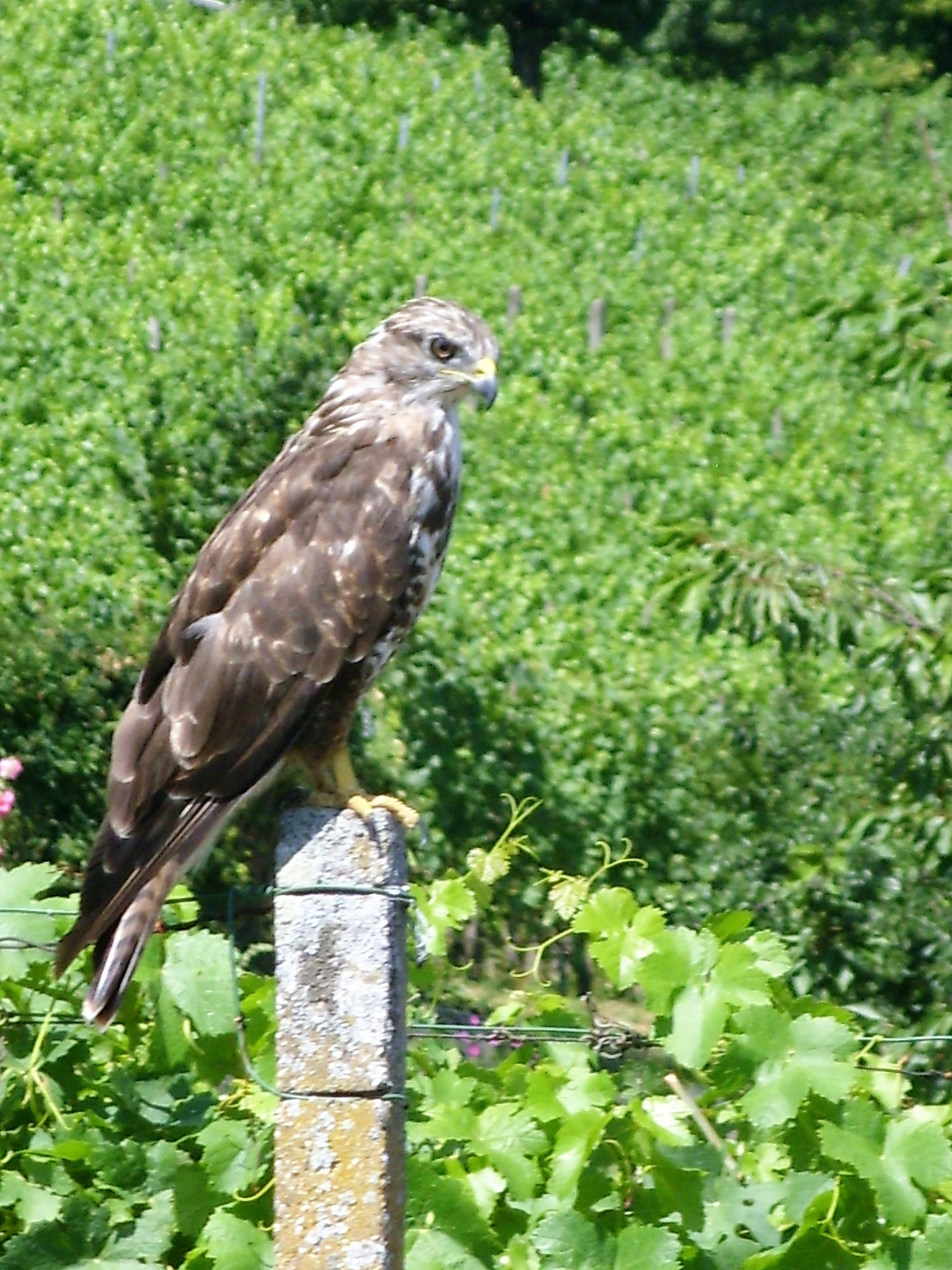 Tiere im Weinberg