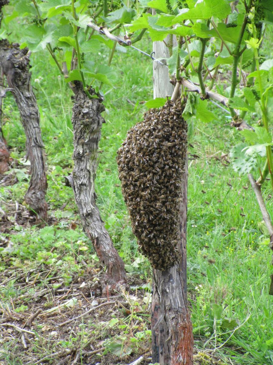 Tiere im Weinberg