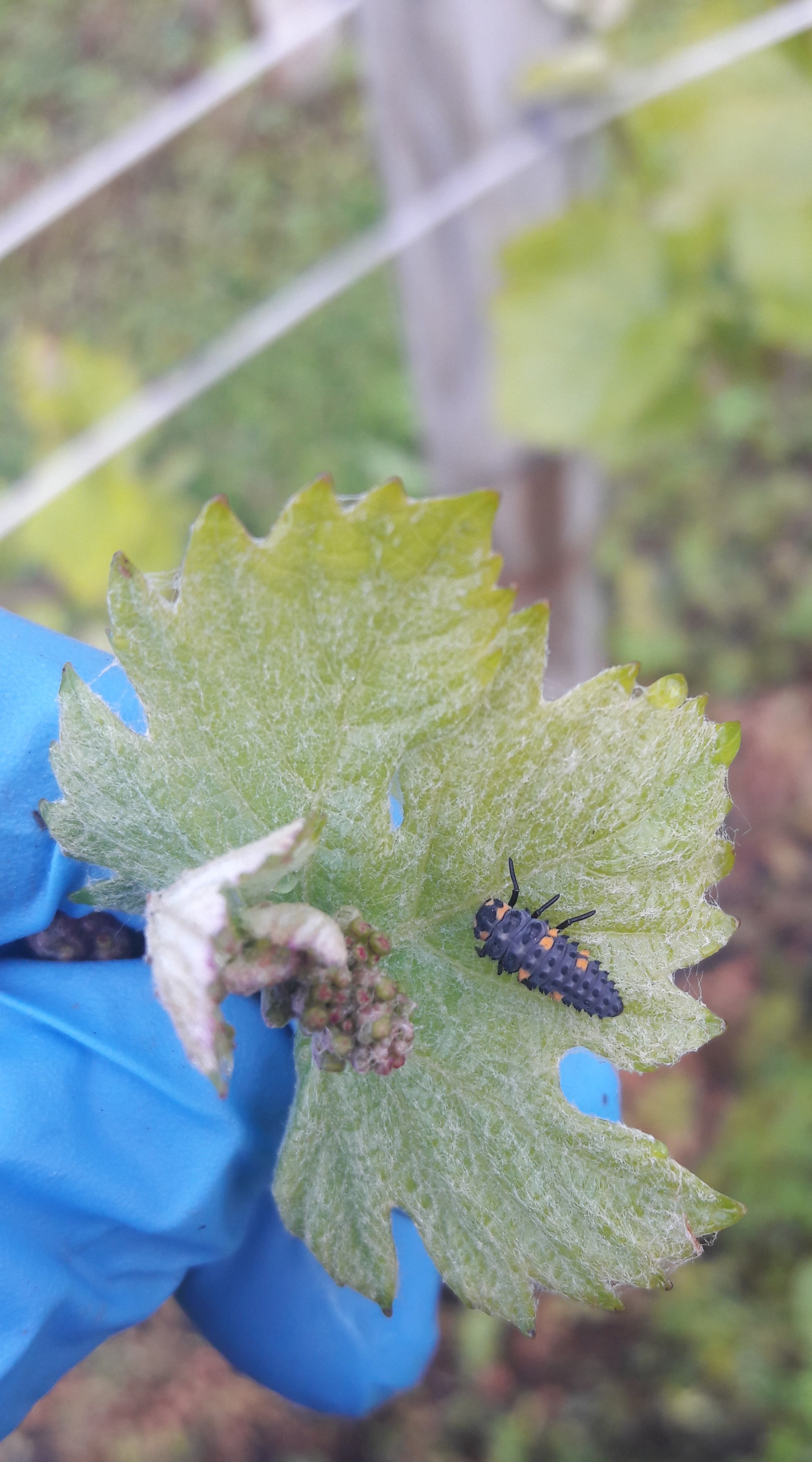 Tiere im Weinberg