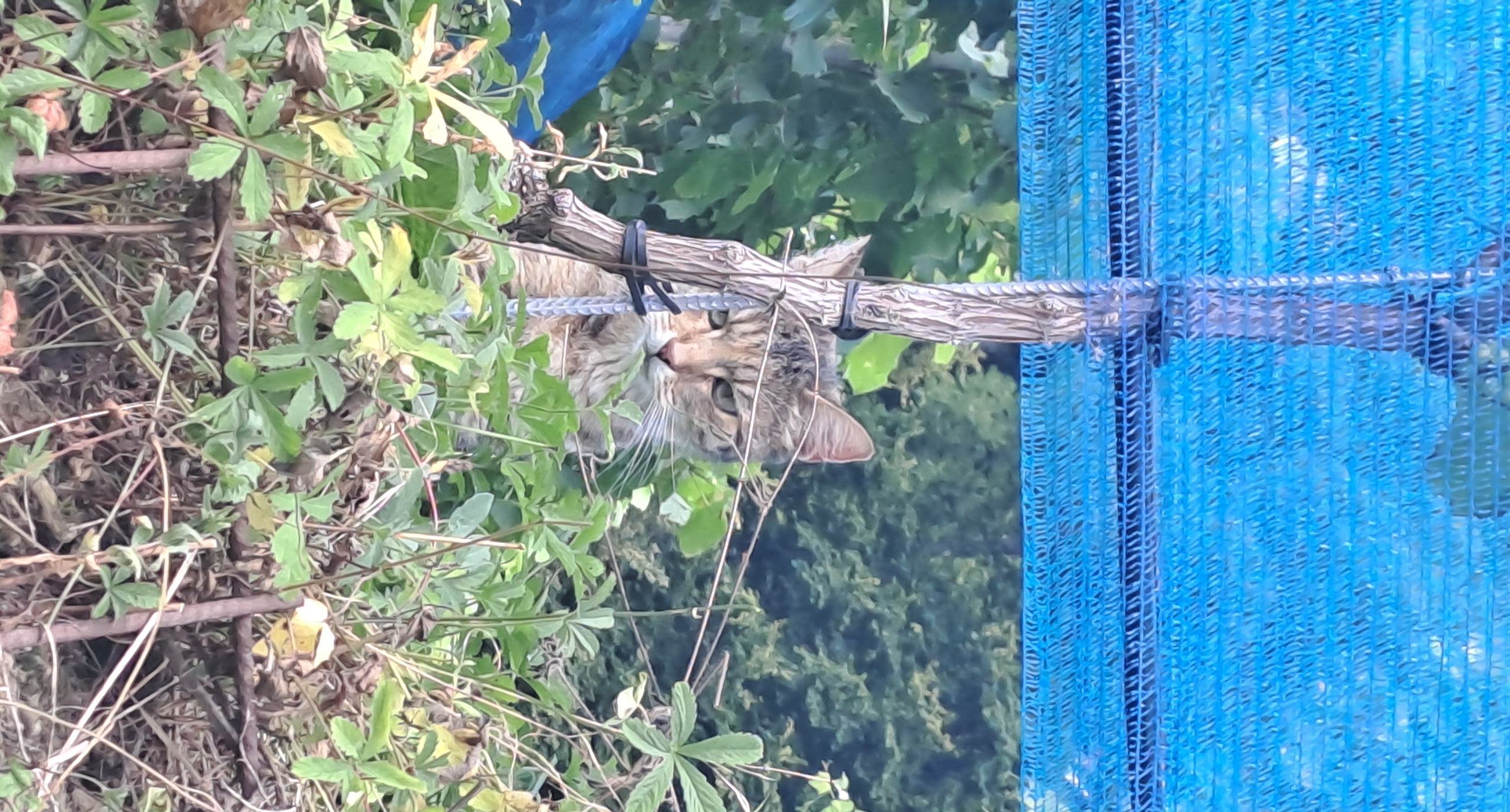 Tiere im Weinberg