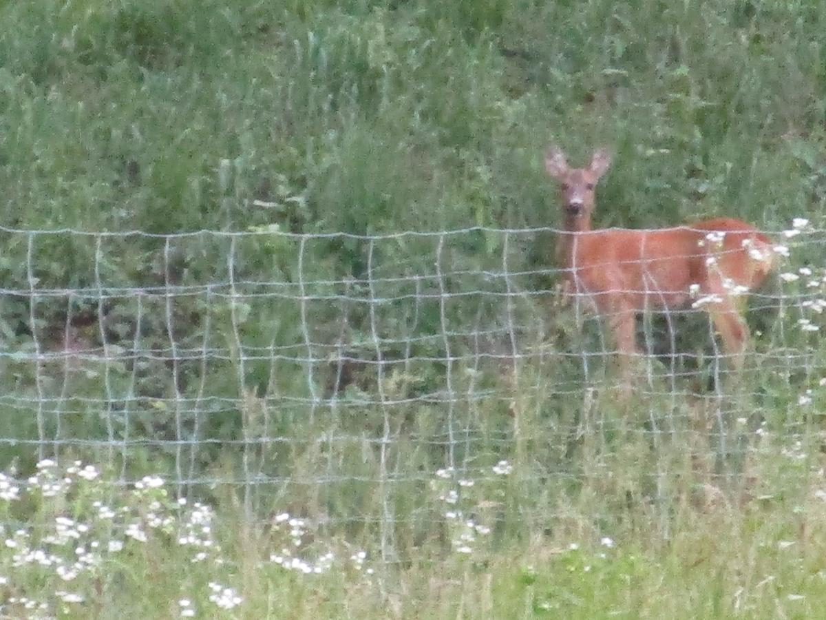 Tiere im Weinberg