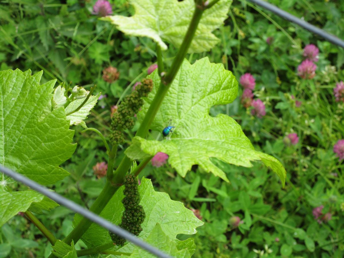 Tiere im Weinberg