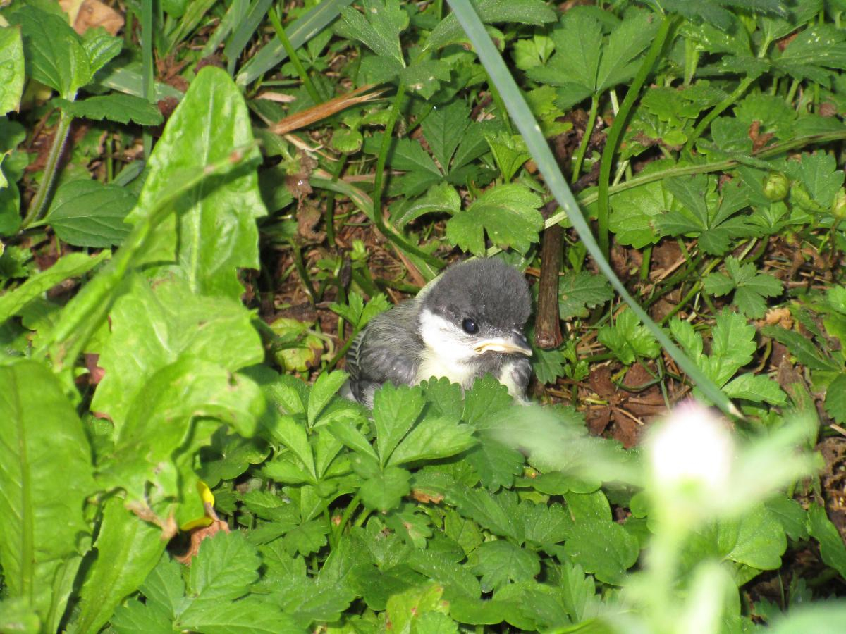 Tiere im Weinberg