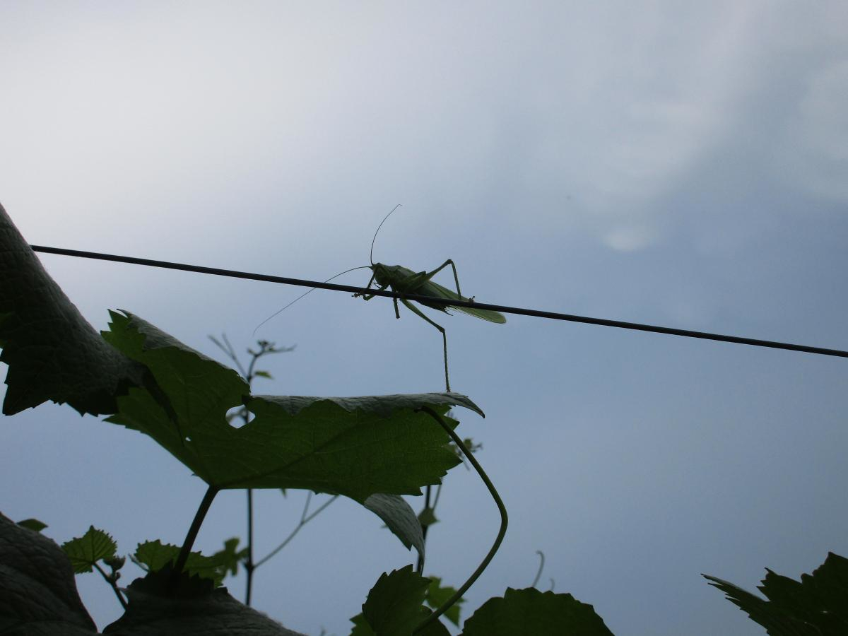 Tiere im Weinberg