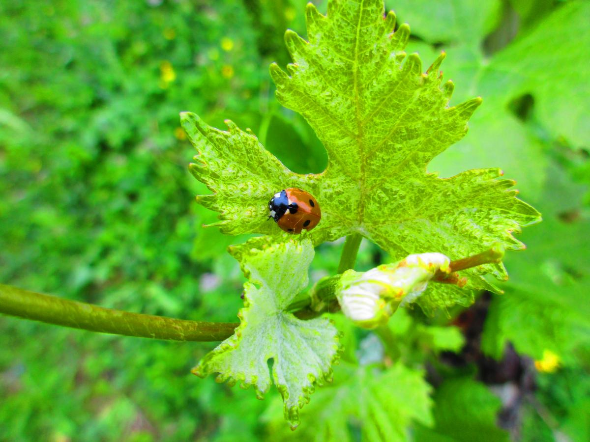 Tiere im Weinberg