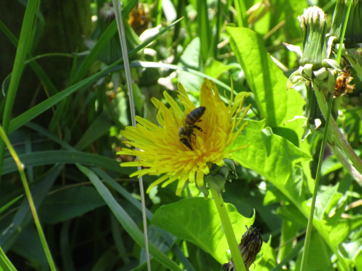 Tiere im Weinberg
