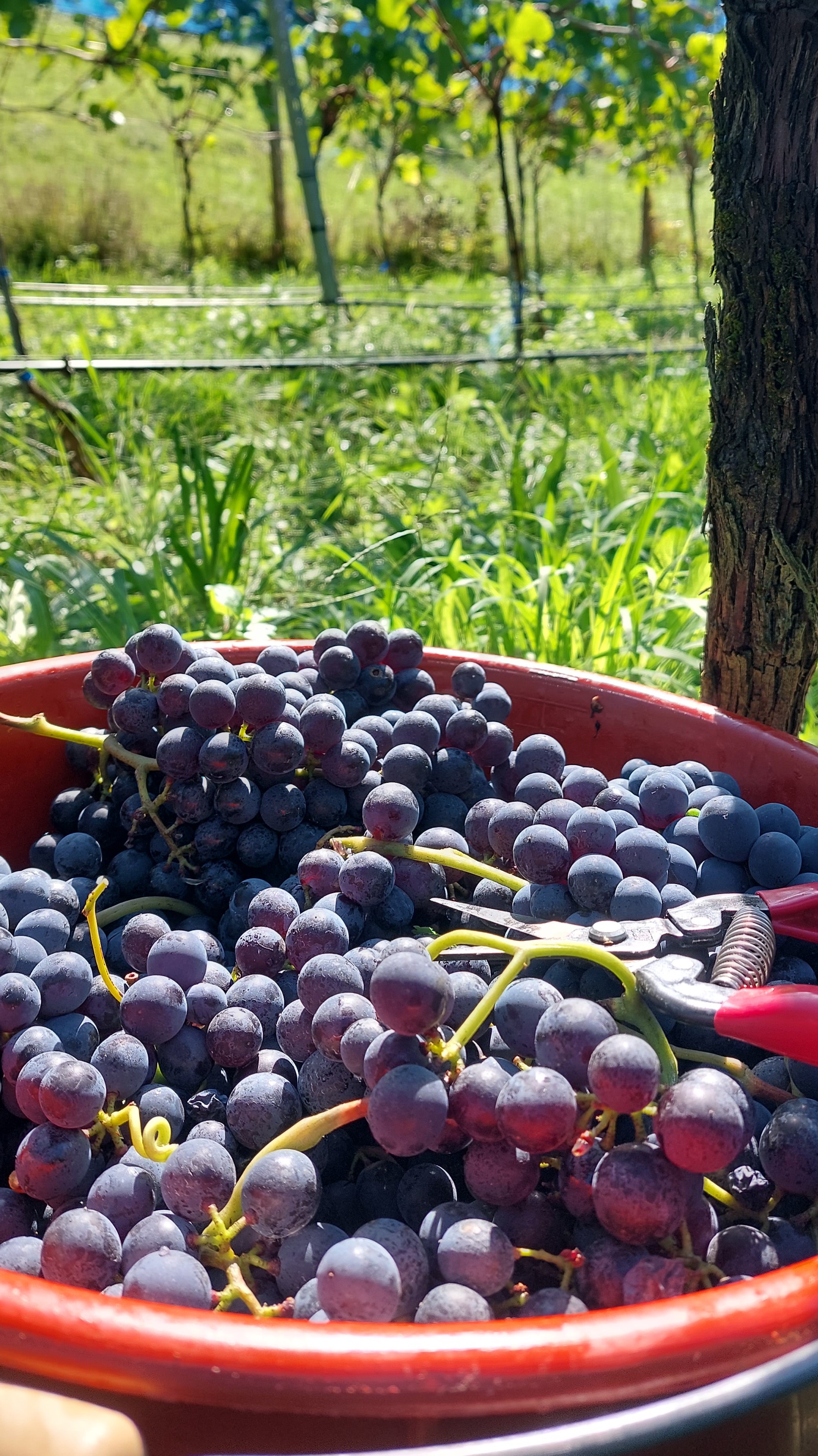 Bei der Weinlese