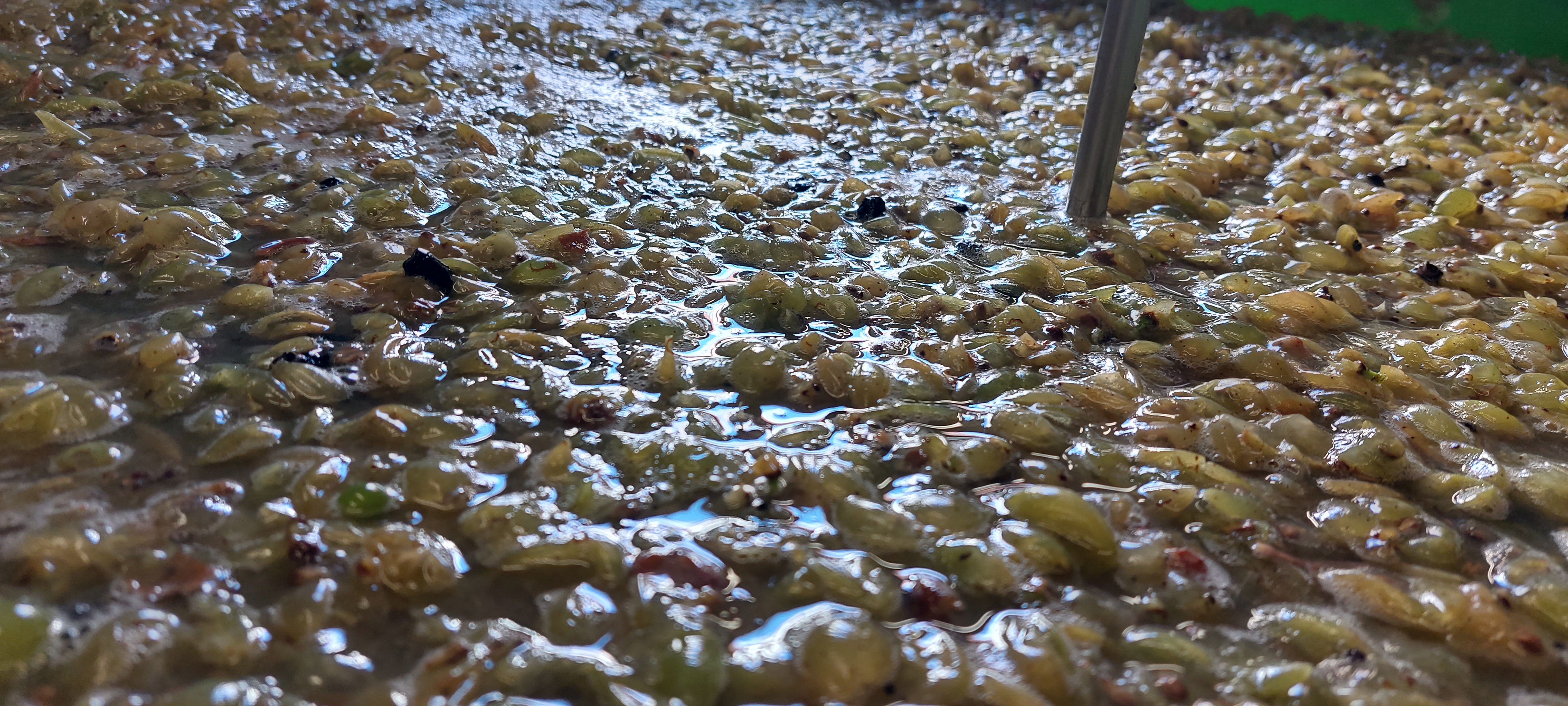 Bei der Weinlese