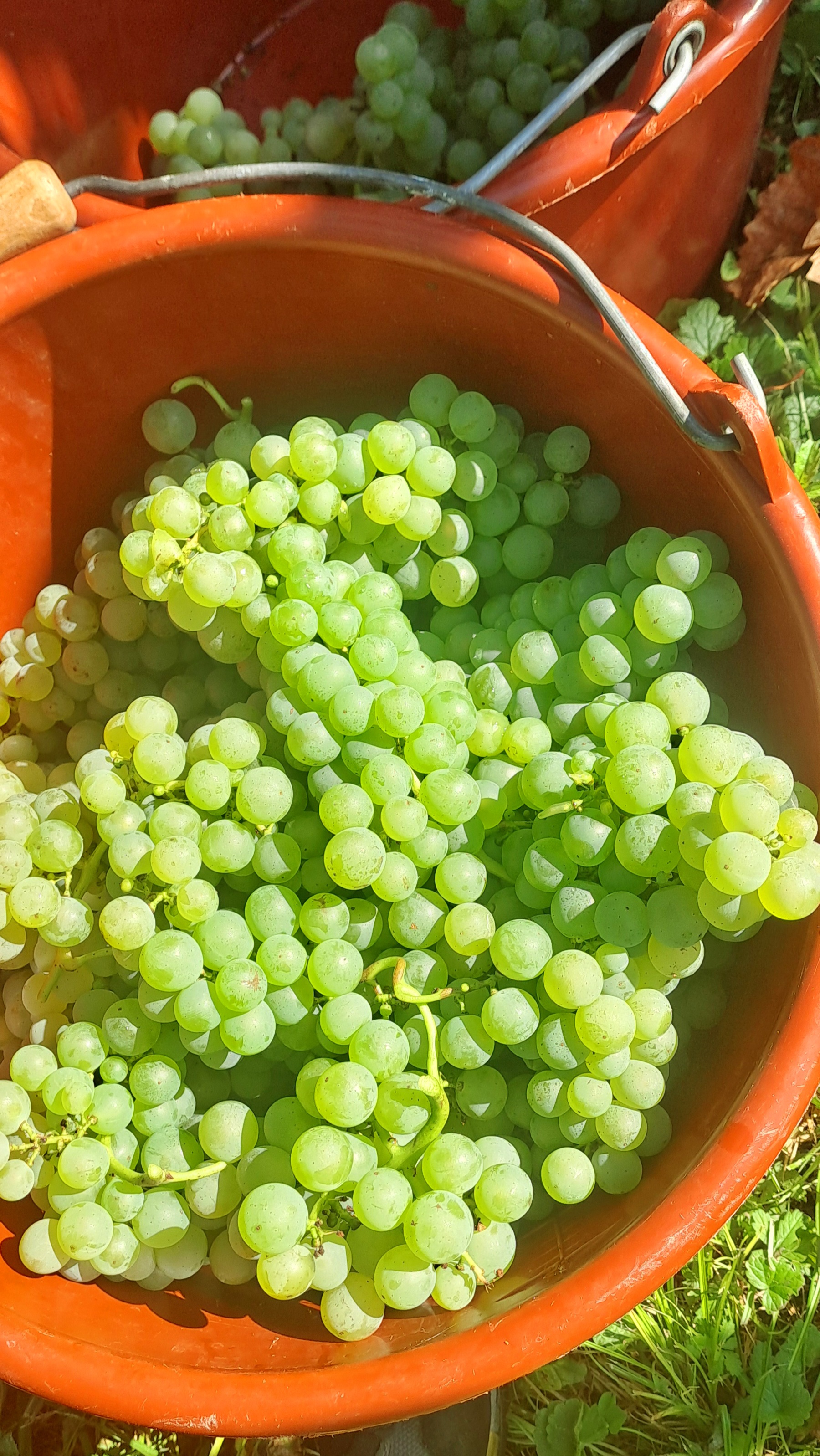 Bei der Weinlese