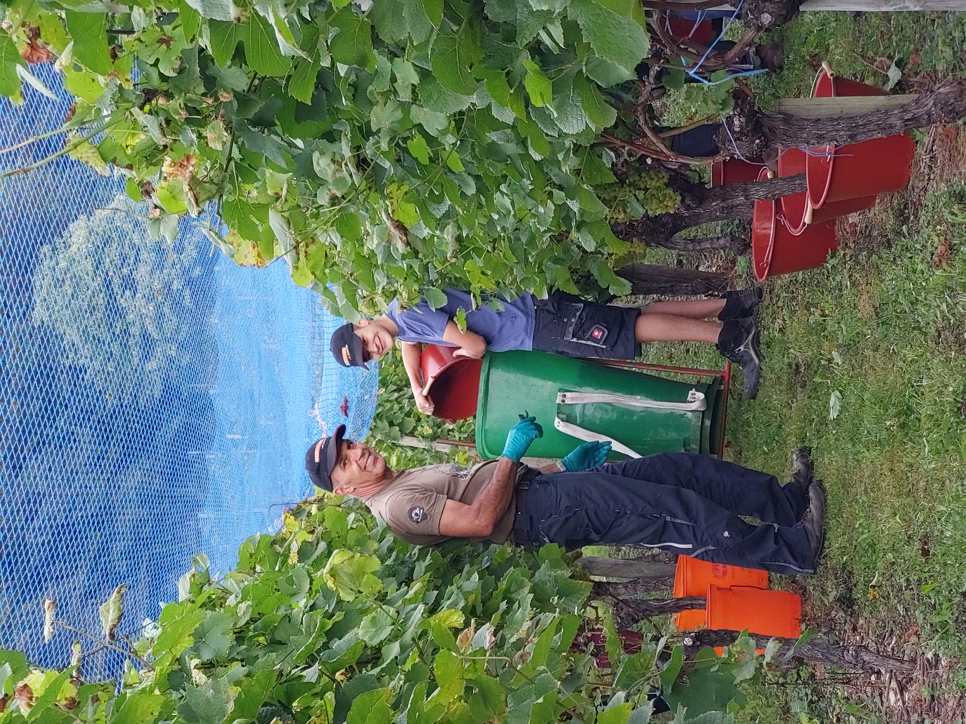 Weinlese