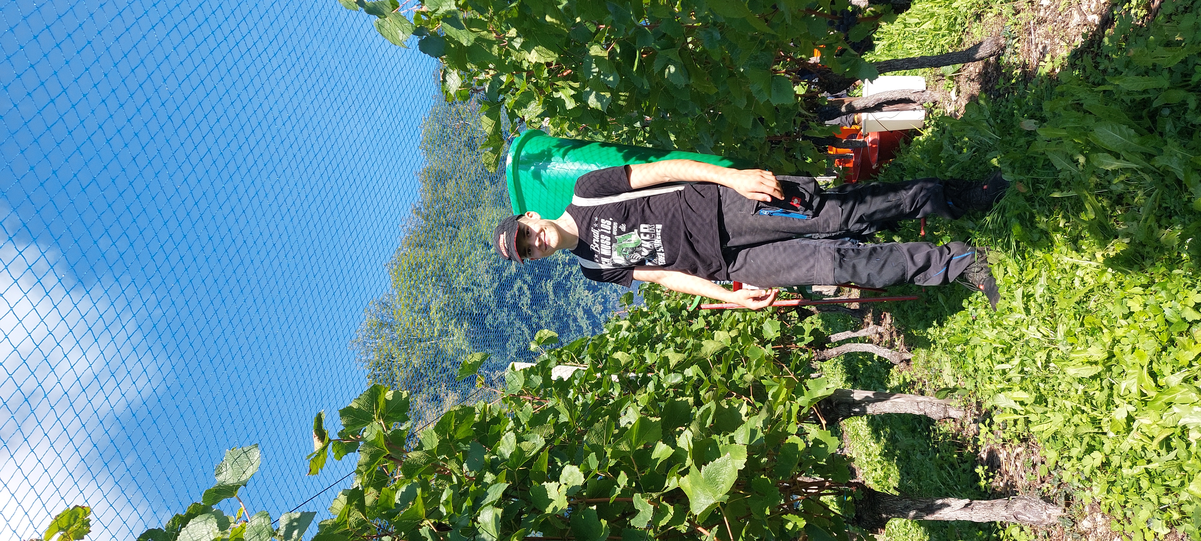 Bei der Weinlese