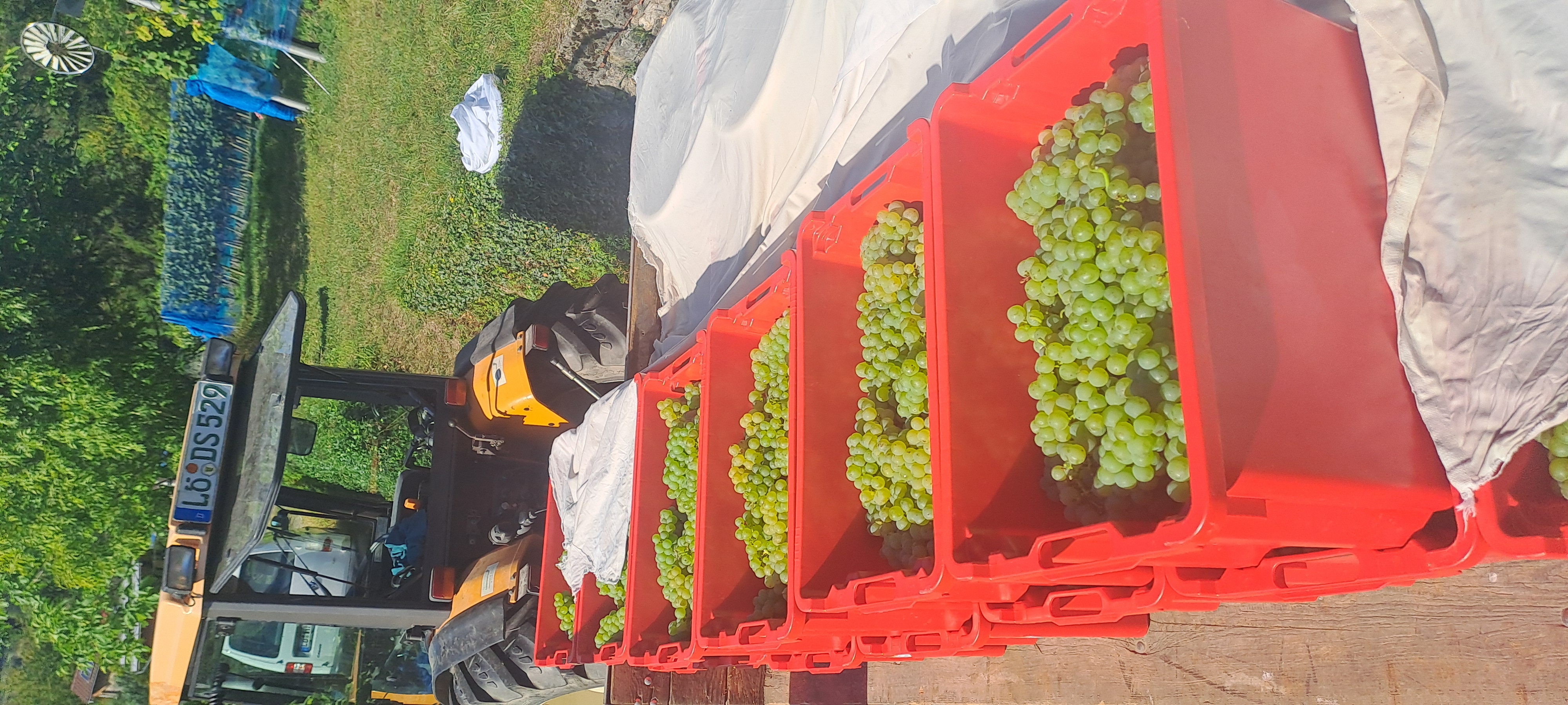 Bei der Weinlese