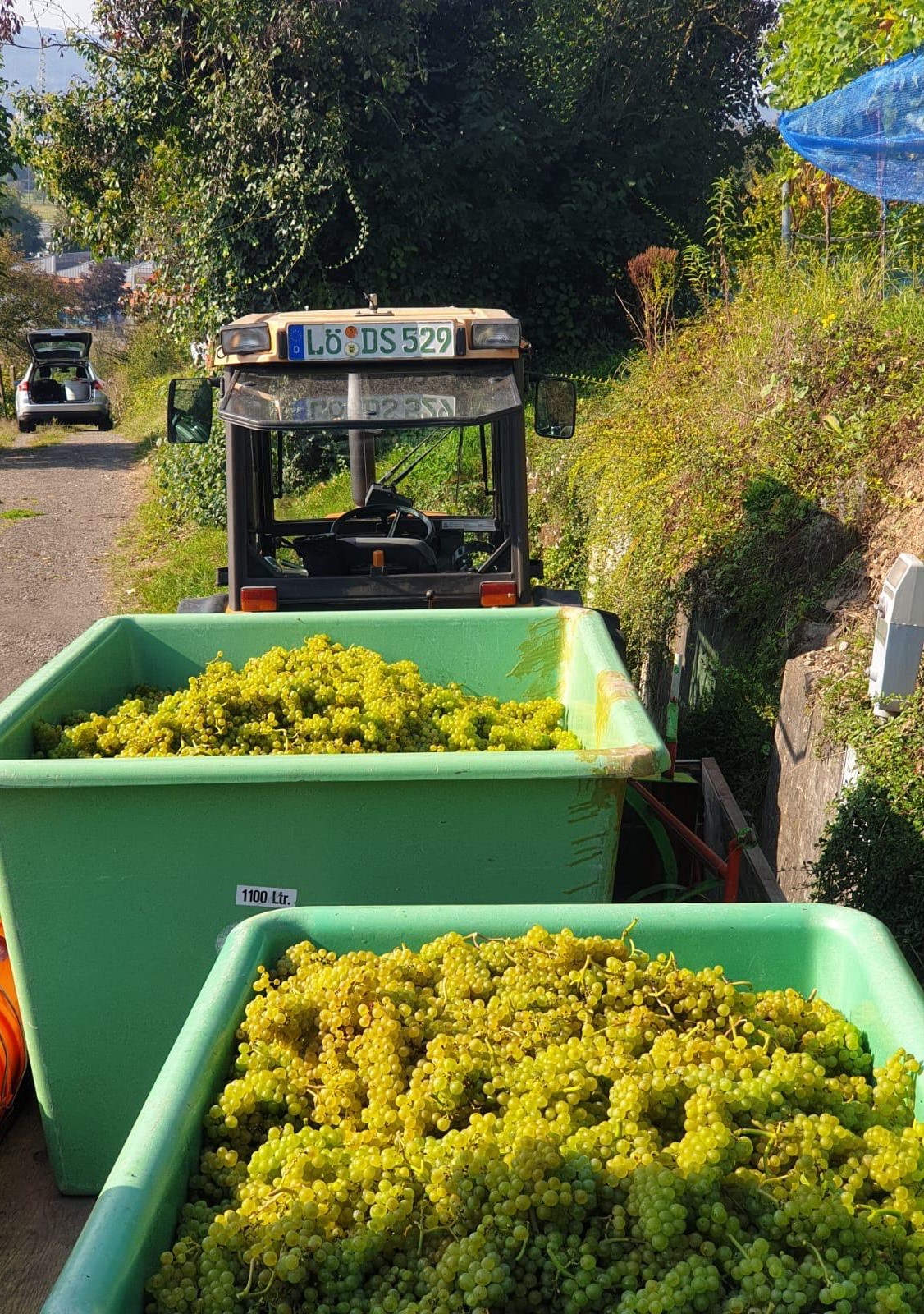 Bei der Weinlese