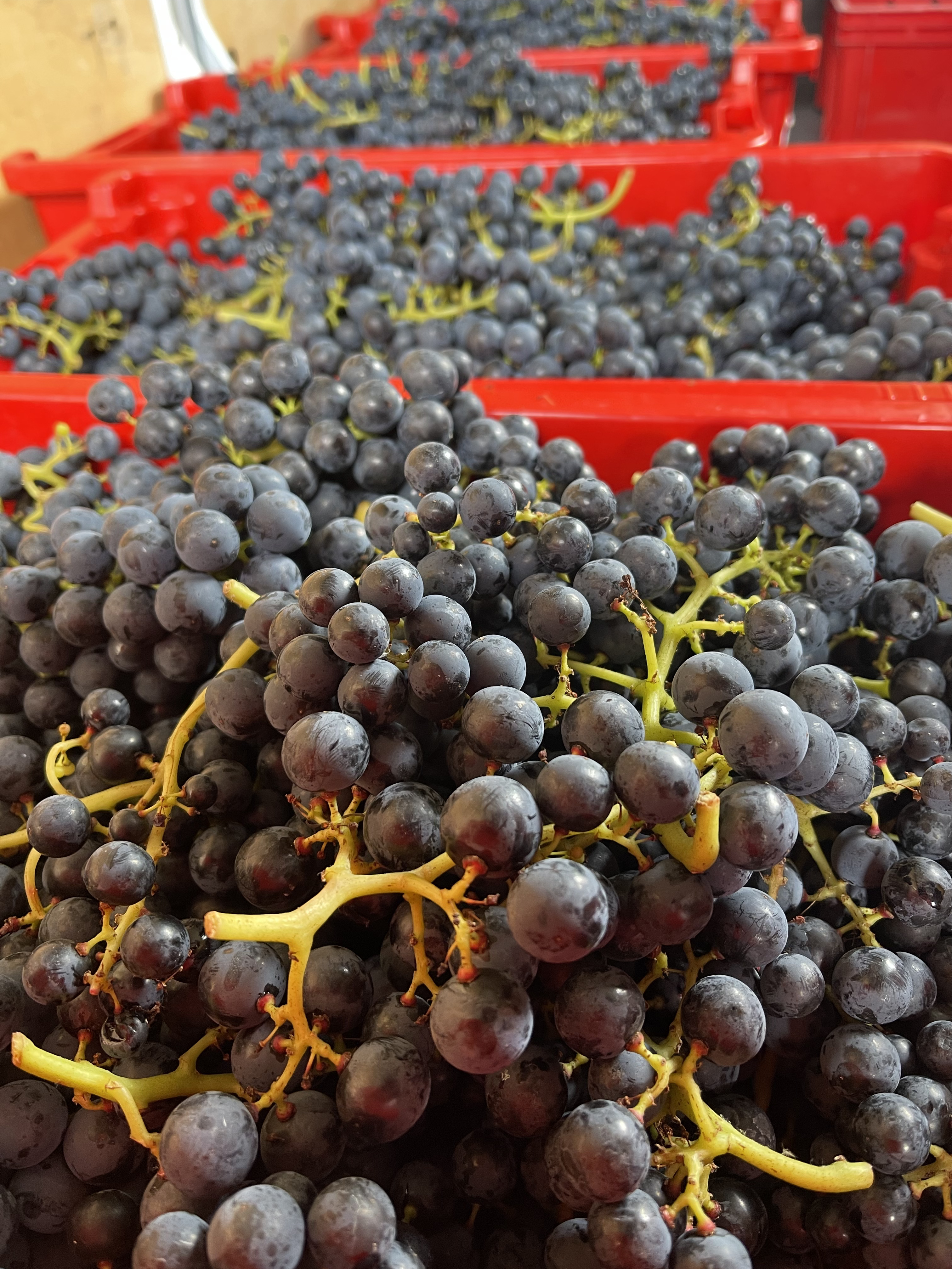 Bei der Weinlese