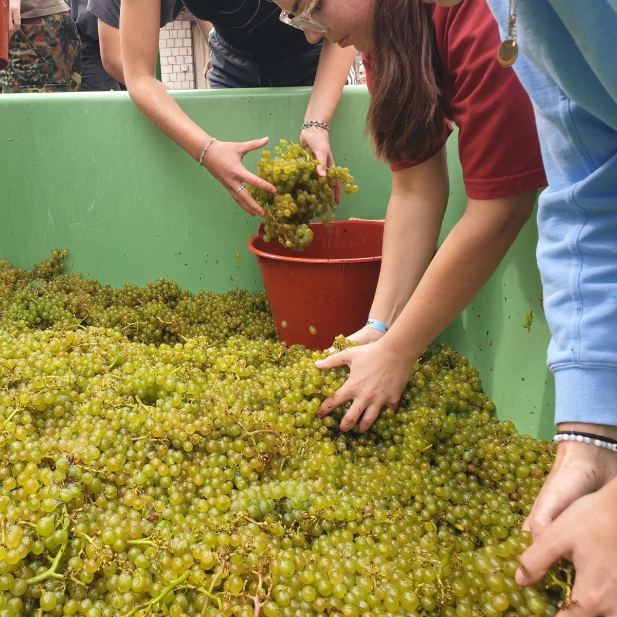 Bei der Weinlese