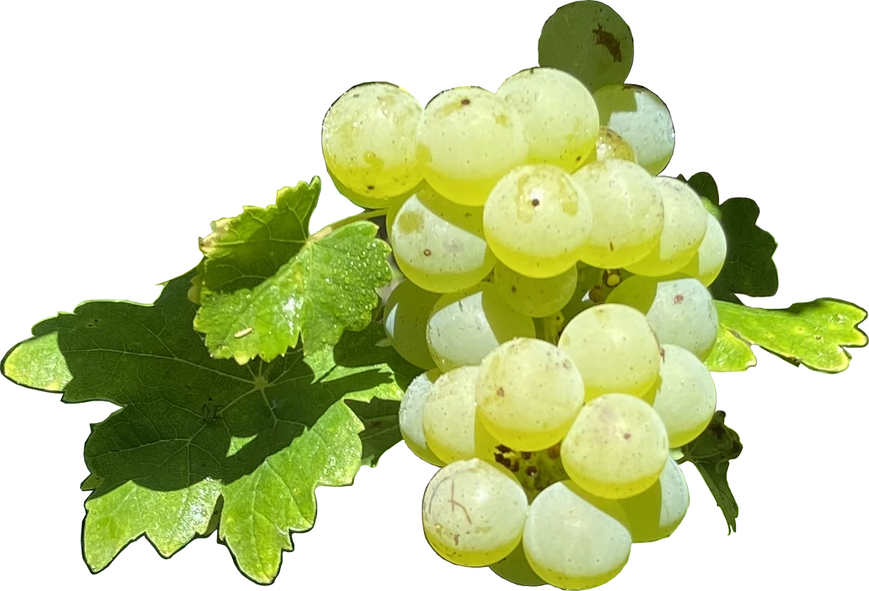 weintrauben Nobling