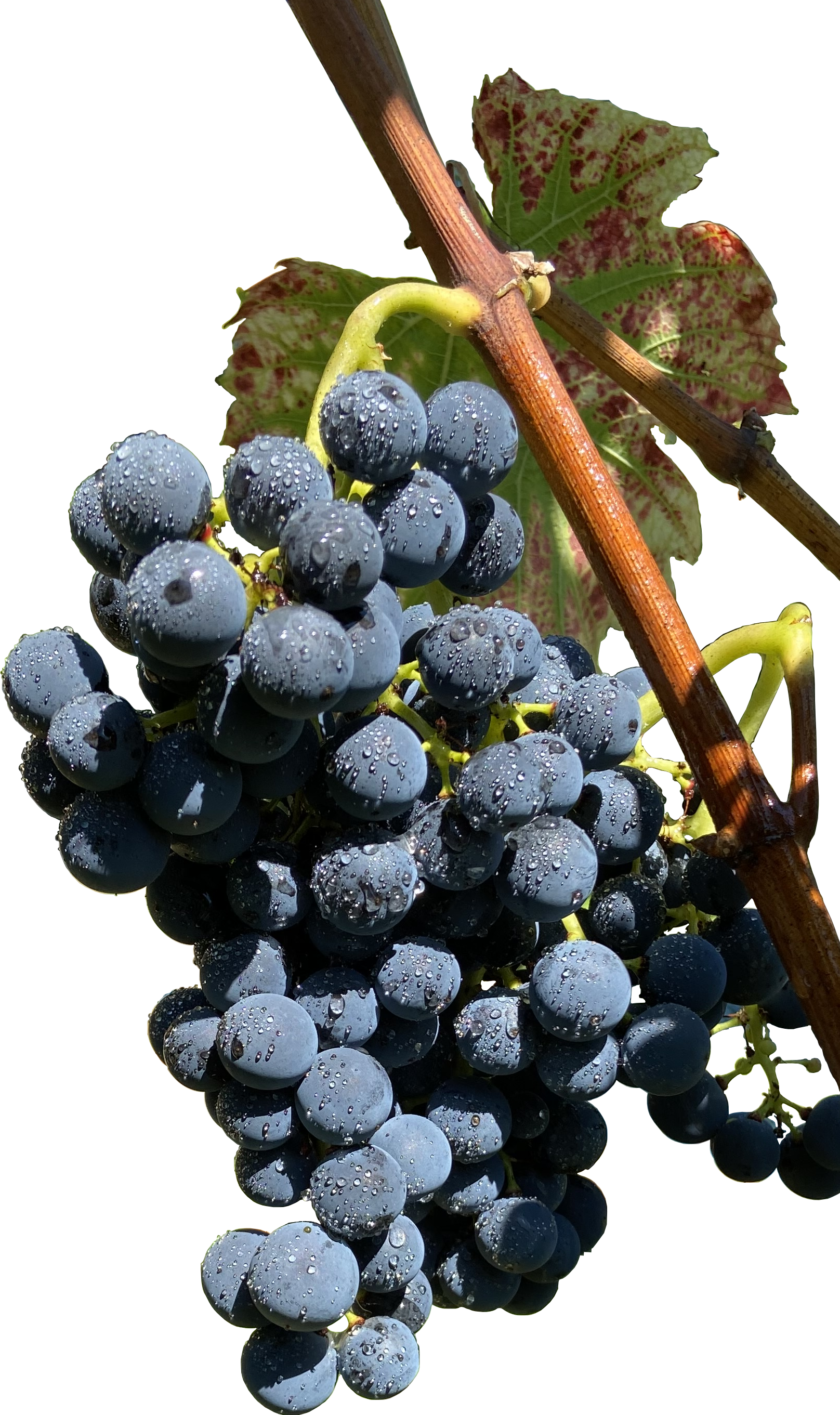 Regent Weintrauben