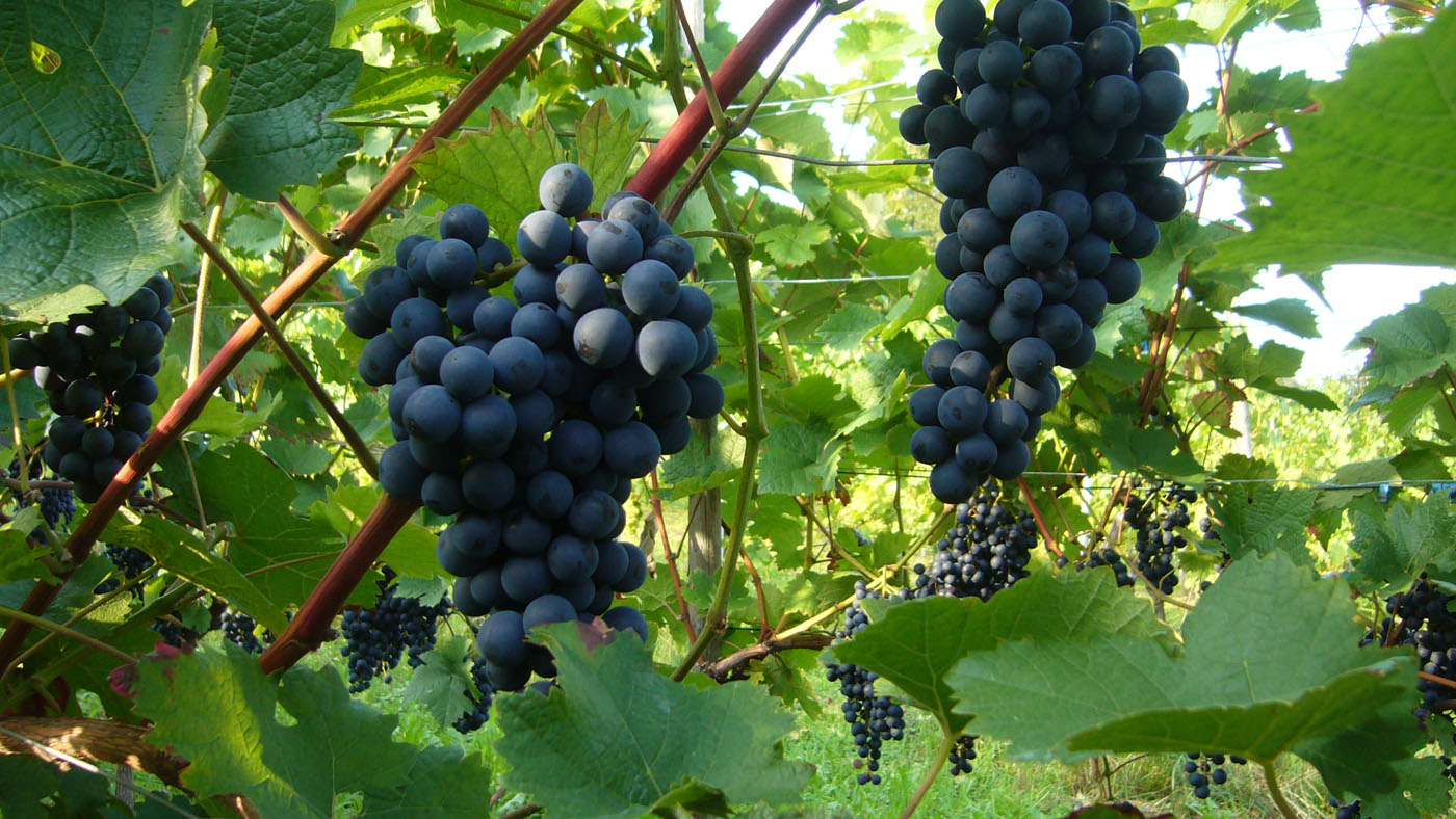Wine