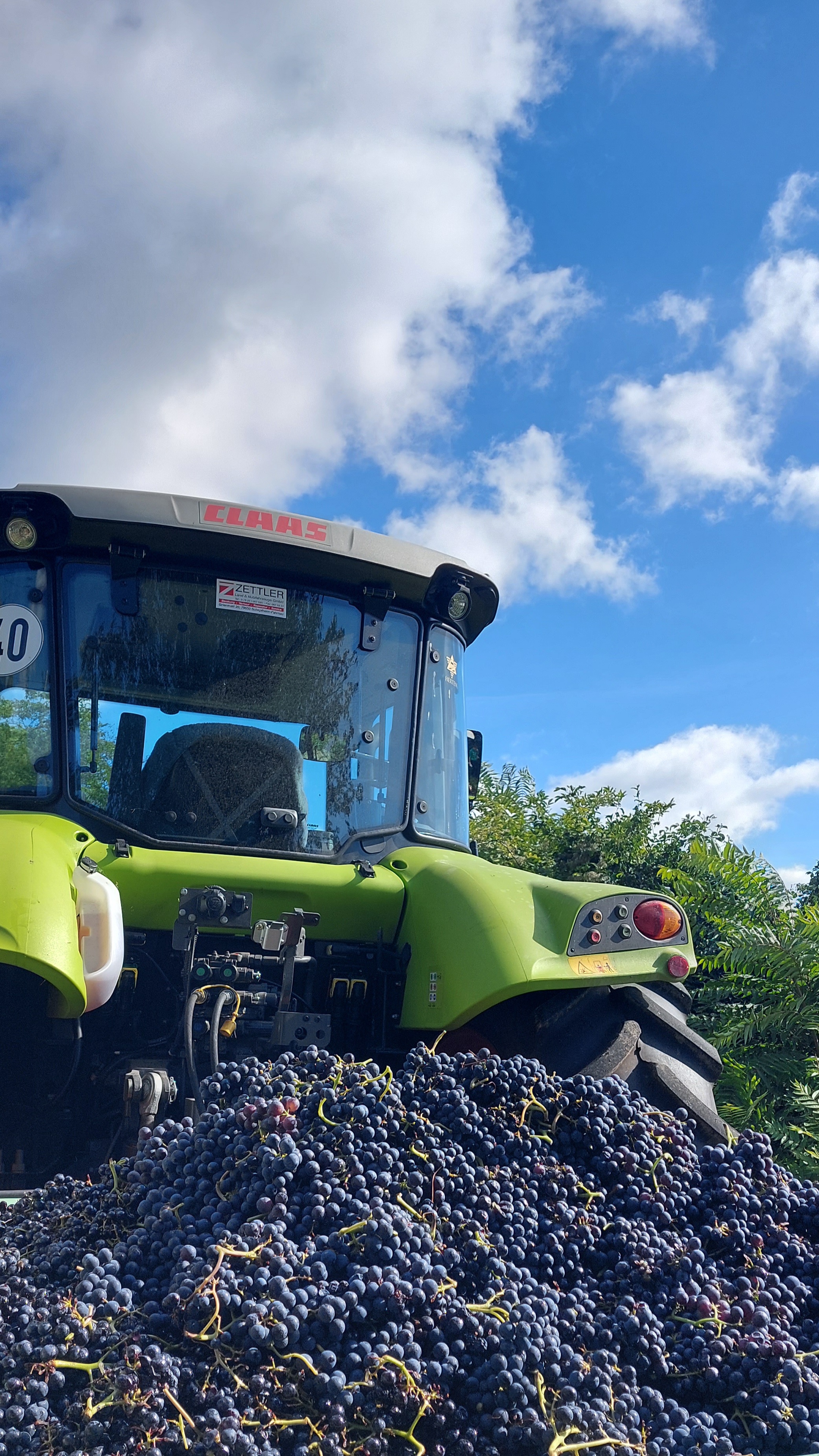 Alter Traktor mit Transportbehältern gefüllt mit frisch geernteten Trauben