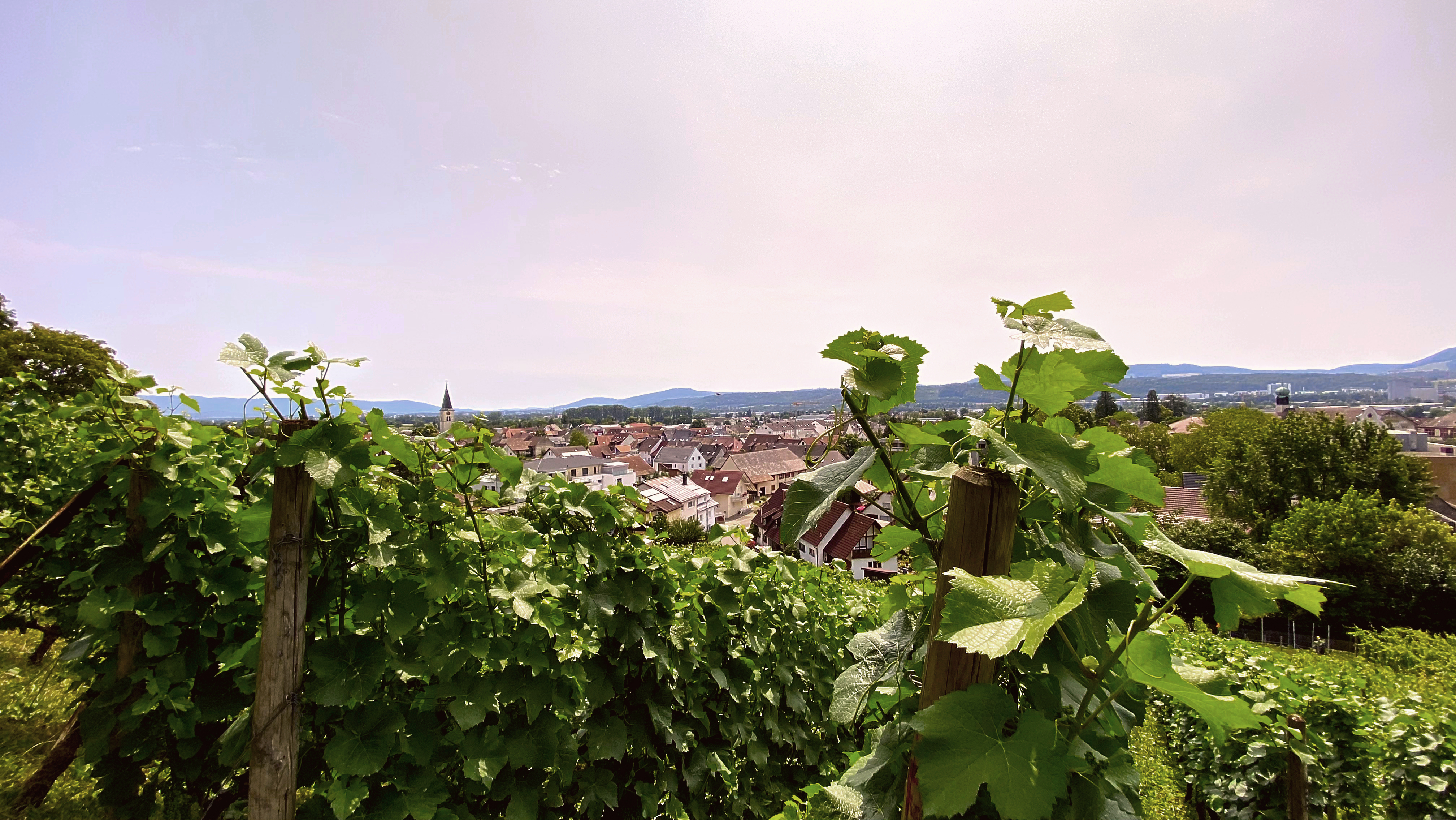 Weinreben 2023